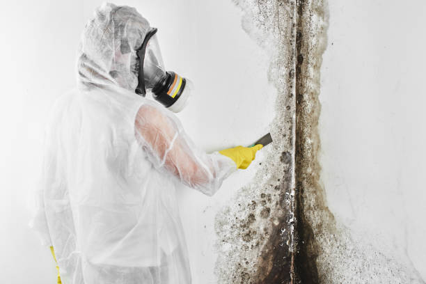 Professional Mold Inspection, Removal & Remediation in Hettinger, ND